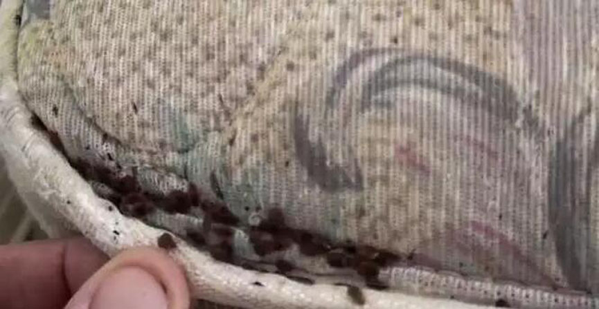 蜜桃AV在线免费观看分享：劣质亚洲无码一区二区三区蜜桃危害多